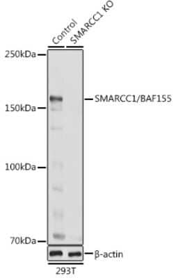 Western Blot: SMARCC1 Antibody [NBP3-03808] - Western blot analysis of extracts of 293T cells, using [KO Validated] SMARCC1 antibody (NBP3-03808) at 1:1000 dilution. Secondary antibody: HRP Goat Anti-Rabbit IgG (H+L) at 1:10000 dilution. Lysates/proteins: 25ug per lane. Blocking buffer: 3% nonfat dry milk in TBST. Detection: ECL Basic Kit. Exposure time: 1s.